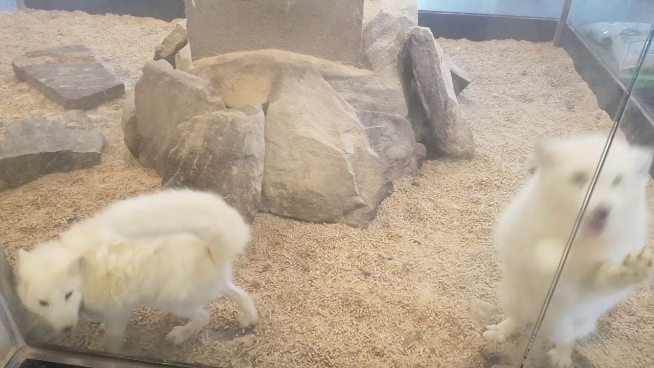 북극여우 울음소리