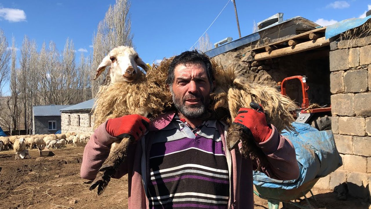 Köylüler kampanyaya 30 koyun ve 2 büyükbaş ile katıldı