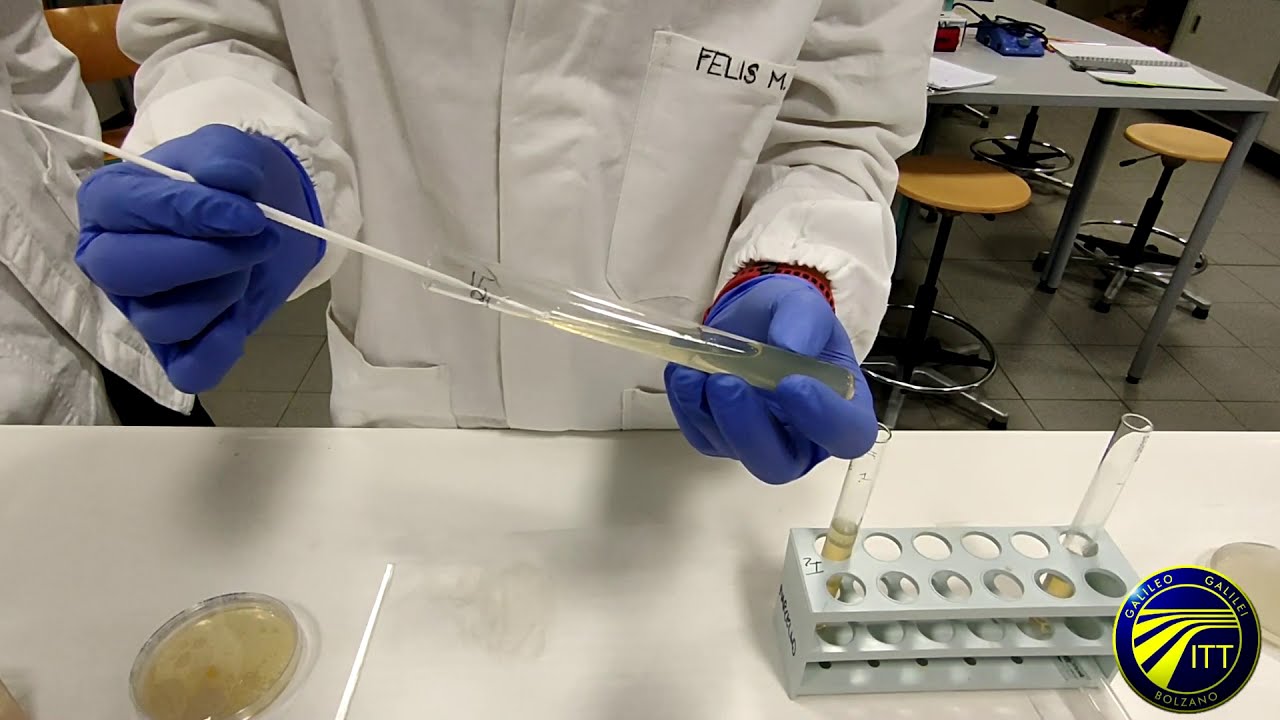 Semina per spatolamento, infissione e su becco di clarino (3D) - Corso di microbiologia