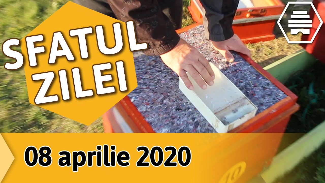 Necesarul de apă al coloniilor de albine și rezultatul administrării acesteia [S.Z. - 08.04.2020]