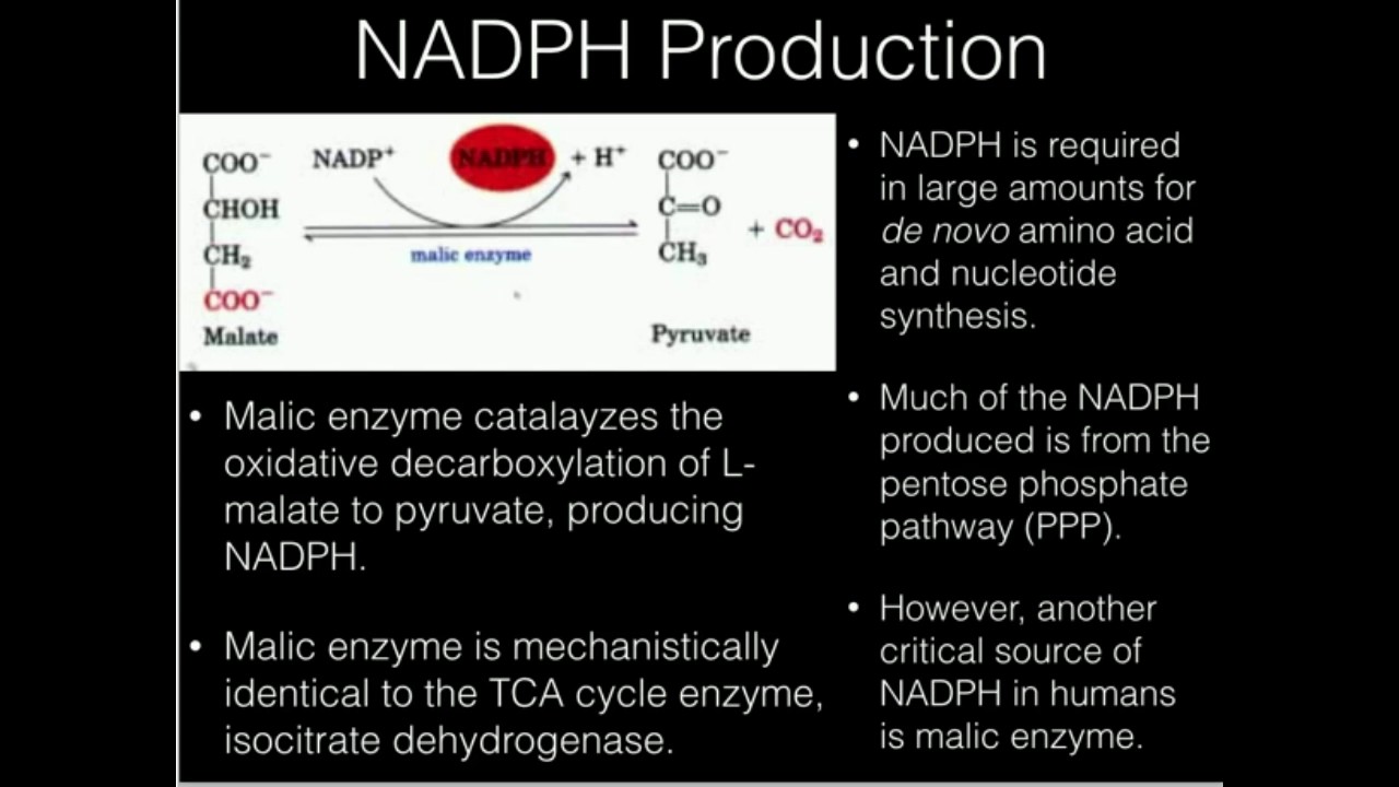 Malic Enzyme Makes NADPH