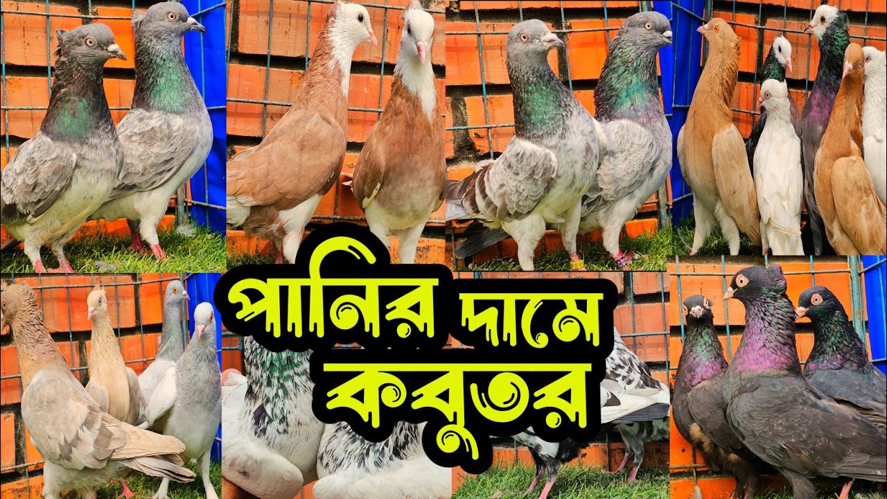 সবচেয়ে কমদামে ভালোমানের হাইফ্লায়ার গিরিবাজ কবুতর কিনুন | কবুতরের ফেরিওয়ালা | Pigeon video |