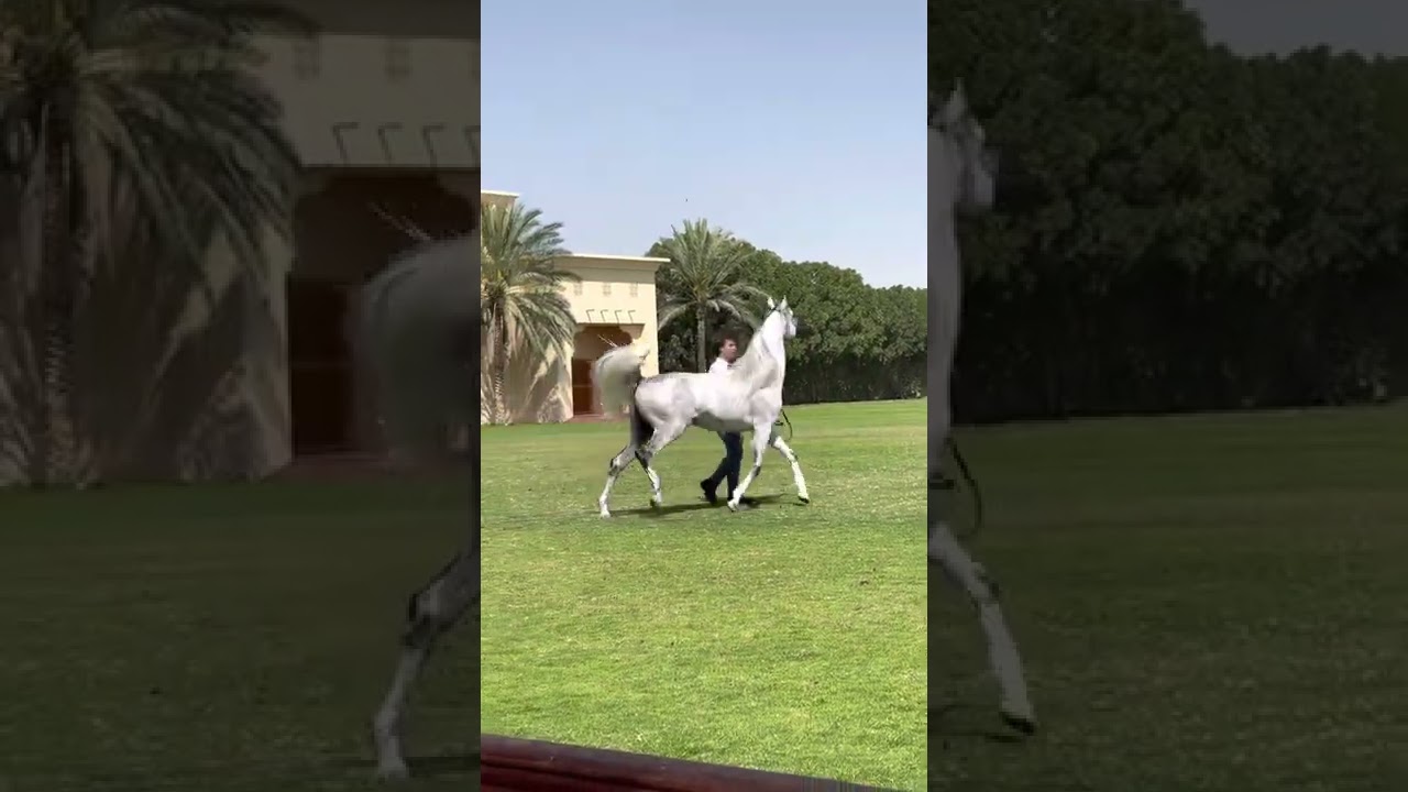 دي سراج والأب الرشيم من مربط دبي