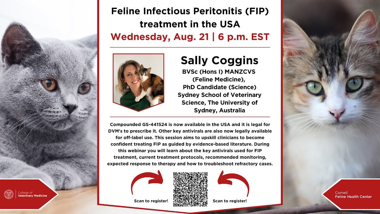 Cornell Feline Health Center: Feline Infectious Peritonitis (FIP) treatment in the USA