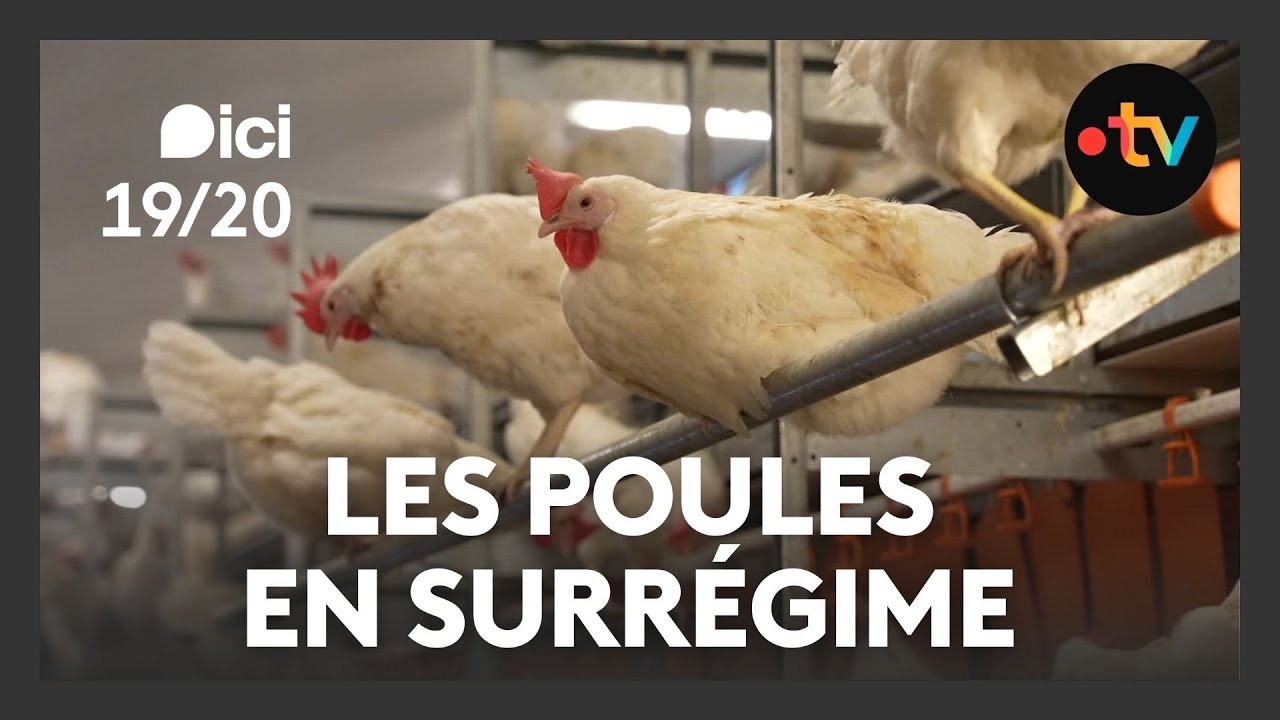 Consommation record d'&oelig;ufs : une fili&egrave;re sous tension