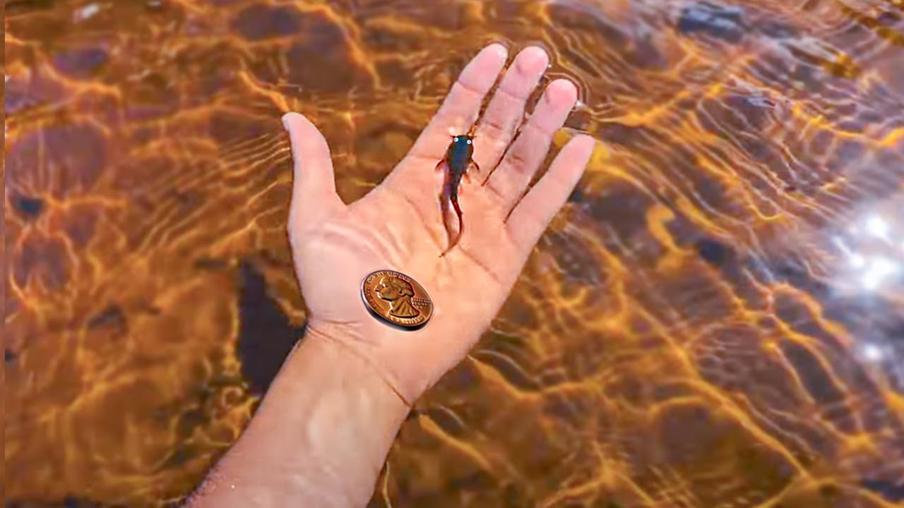 Encontrei um filhote de Catfish perdido no lago de jacaré