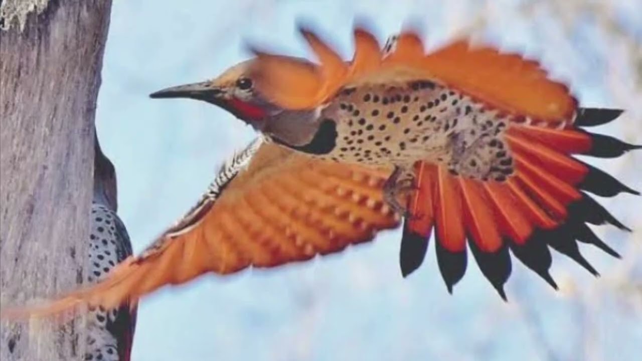 MEDICINE HILL~ (Peyote songs