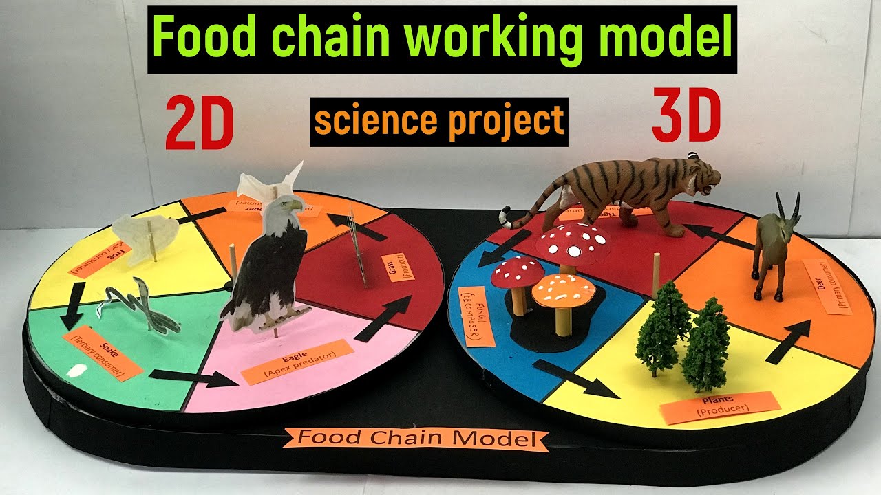 food chain 3d model - food chain working model 2d and 3d project - food chain 3d model diyas funplay