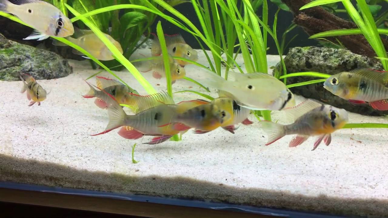 Bolivian ram stand off.