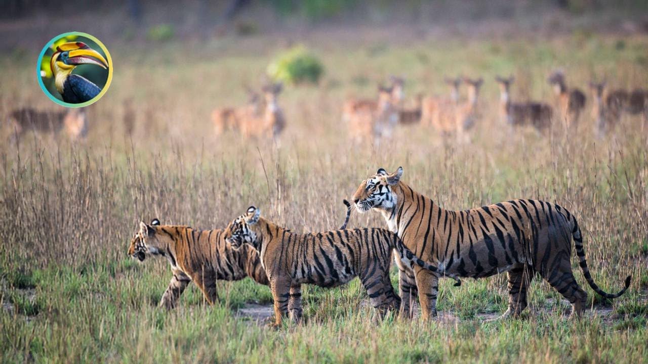 Wildlife THRIVES in India's Dry Season!