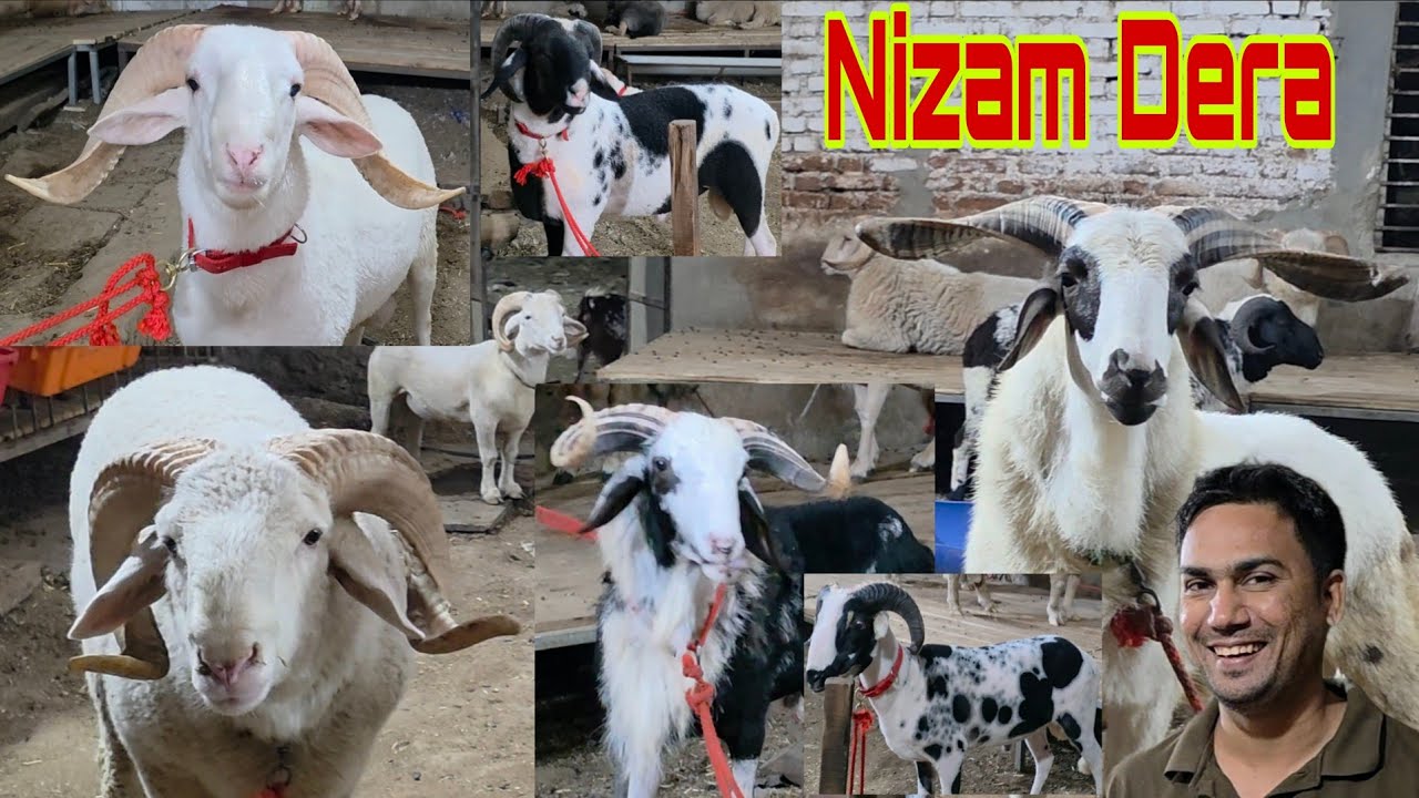 Kabre Asal Hote Kya Hai | Aaj Tak Log Hue Gumrah | Nizam Dera Bolega Nahi Dikhayega | Nizam Dera