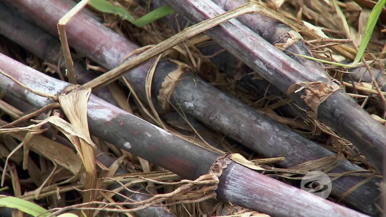Rebrote del pasto de corte | La Finca de Hoy