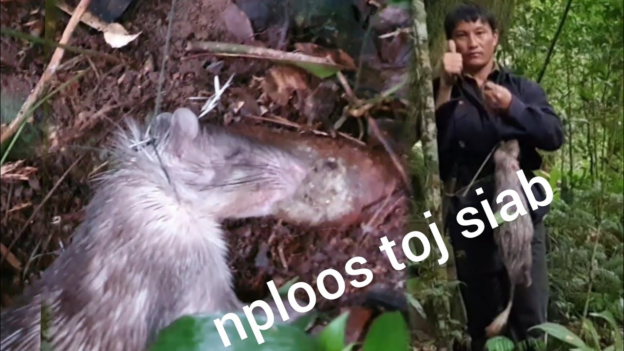 yos hav zoov cuab nploos laib tu loj kawg
