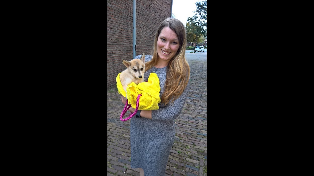 Getting our American Indian Dog puppy