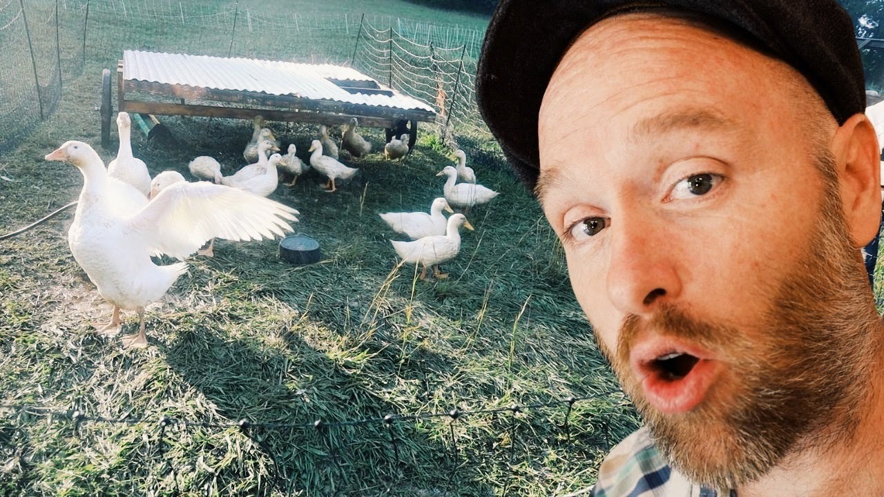 Butchering All the Birds | Ducks, Geese and Chickens