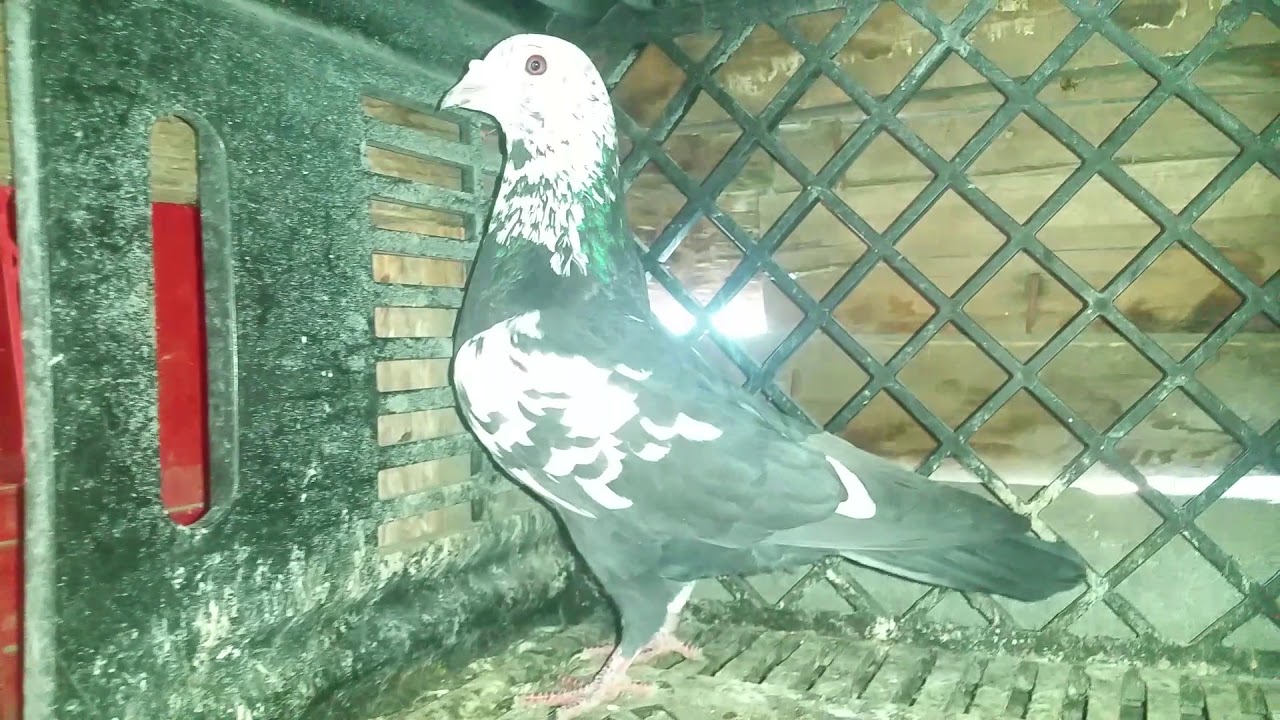 Rare colour racing pigeon Lottering Loft