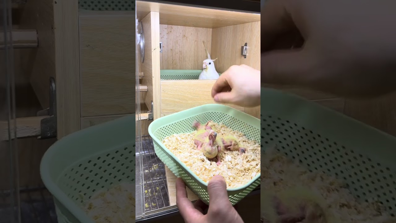 Easy to negotiate bird father and bird mother cockatiel parrot parrot breeding