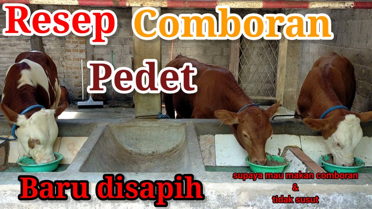 Apakah anda tahu? ? ? resep comboran pedet baru disapih - resep comboran pedet baru disapih