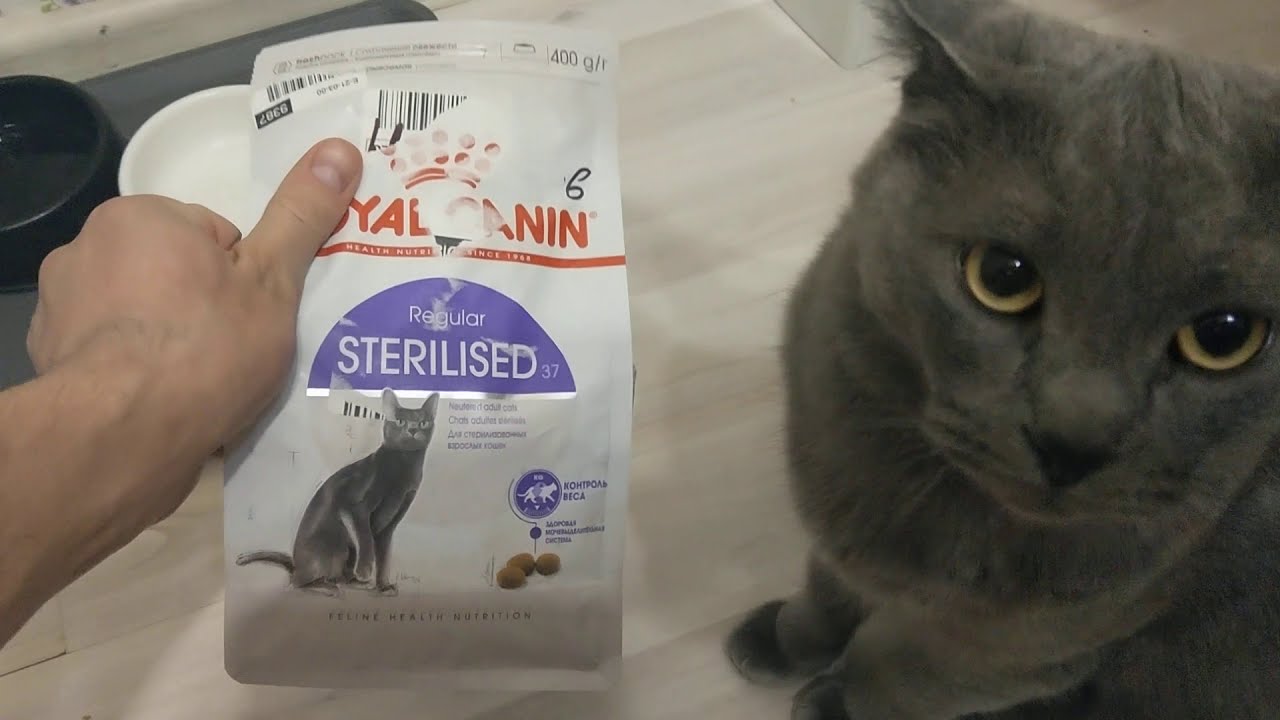 Дегустируем сухой корм Royal Canin Sterilised 37 для взрослых стерилизованных кошек