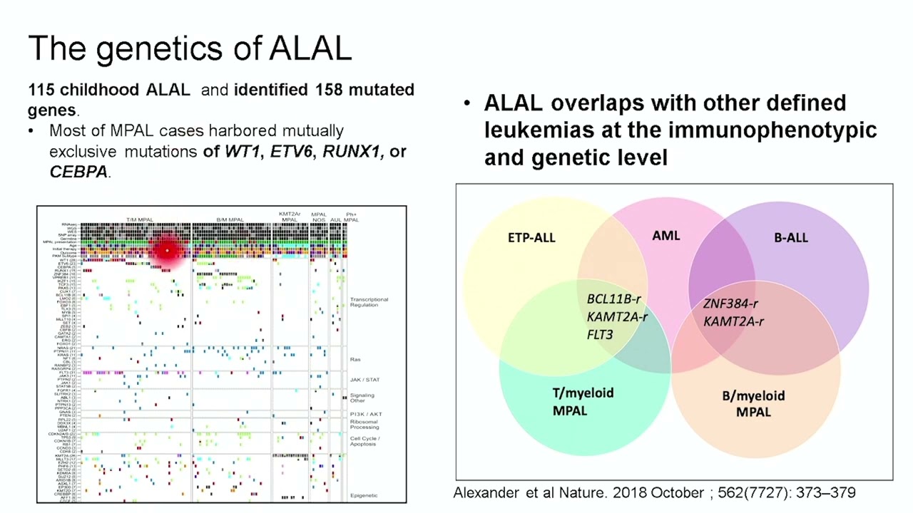 Acute leukemia of ambiguous lineage – Dr. Areej Almoghairi (September 15-16, 2023)
