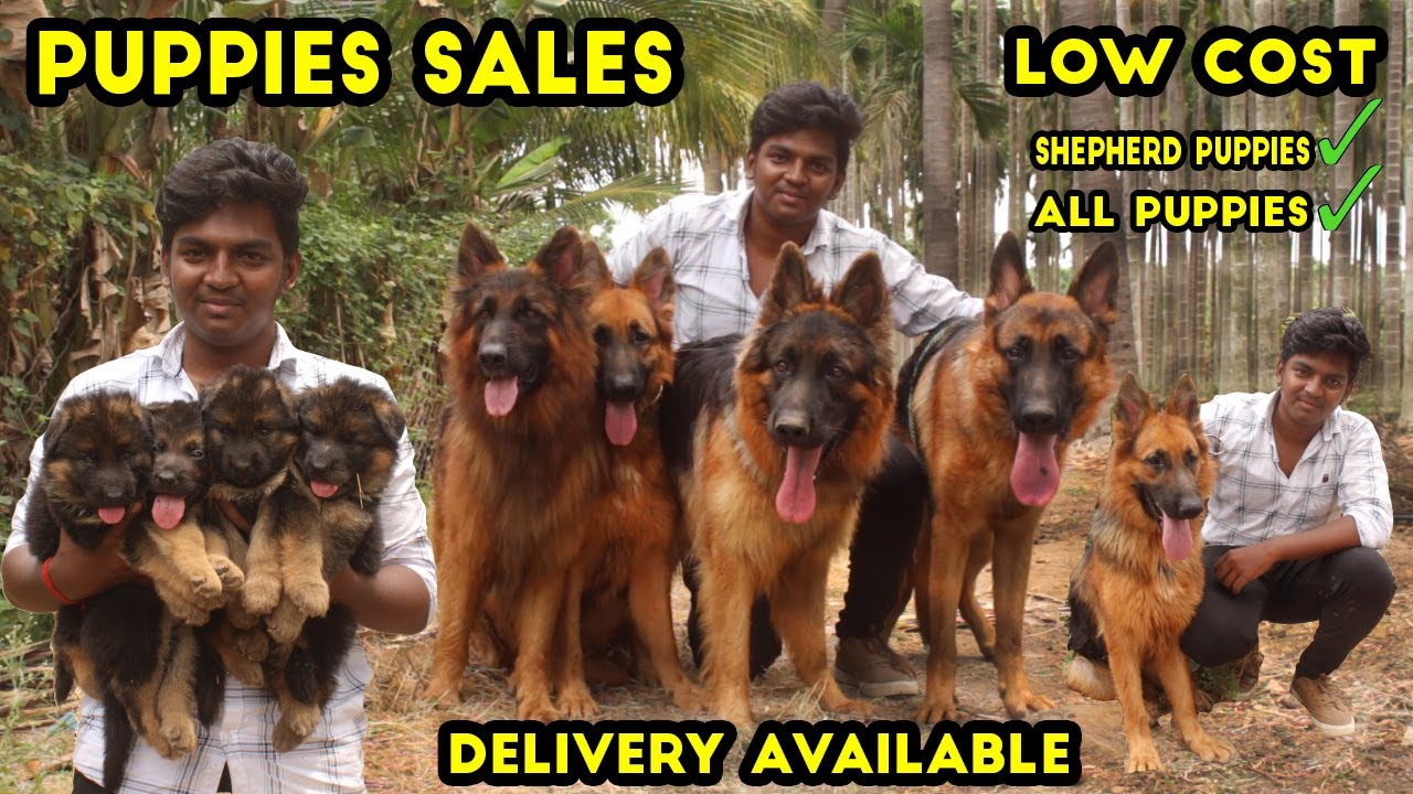 Puppies Low Cost | Dogs Low Price All Breed puppies | Quality Puppies Sales | Dog kennel , Dog Sales