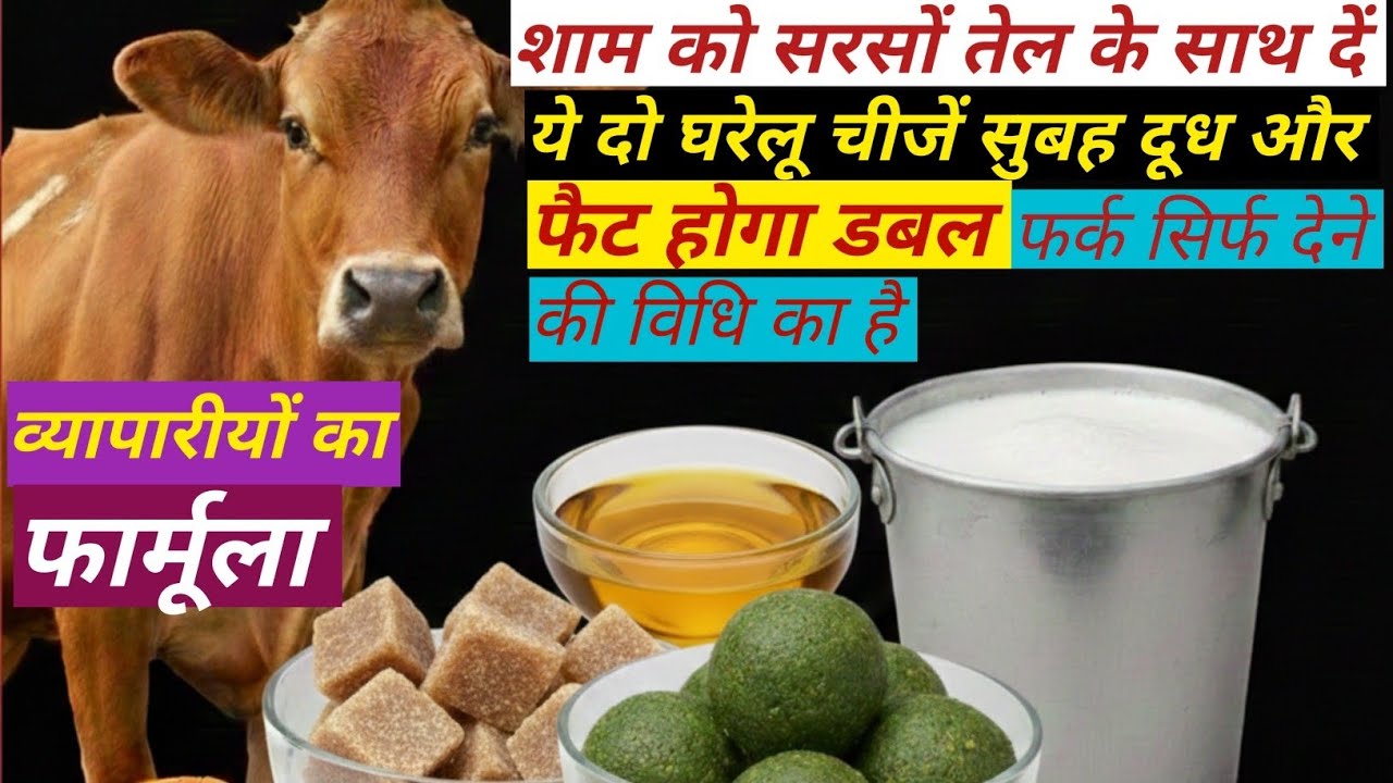 शाम को सरसों तेल के साथ दें ये दो घरेलू चीजें सुबह दूध और फैट होगा डबल बस देने की विधि समझ लो ।