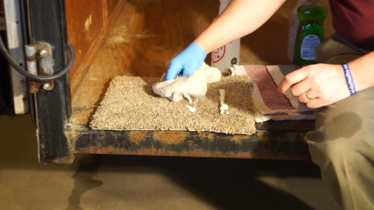 How to get Latex Caulk and Spray Foam out of Carpeting