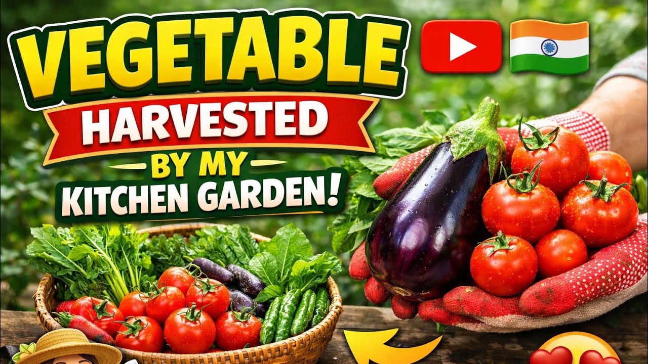 Aaj  mene mere kitchen garden se vegetable harvest ki 