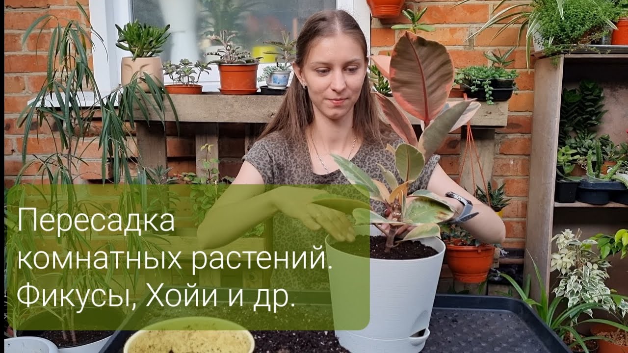 Пересадка комнатных растений Фикусы, Хойи и другие