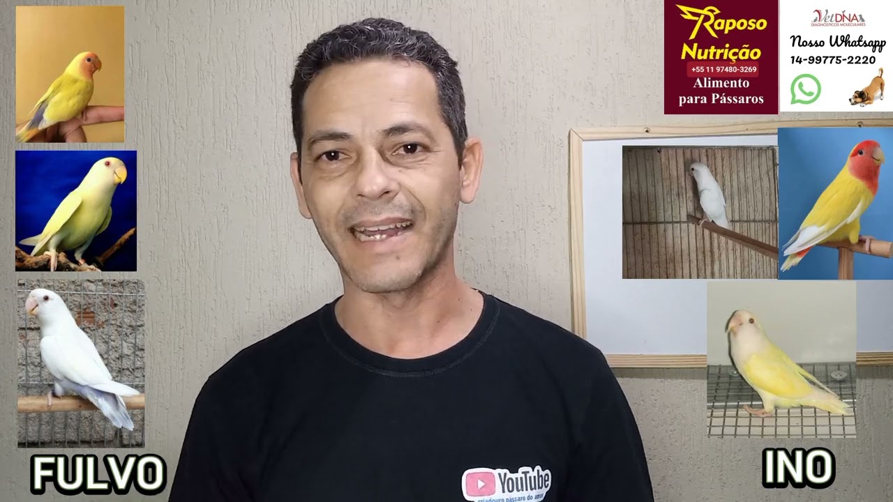 mutação de agapornis roseicollis como identificar