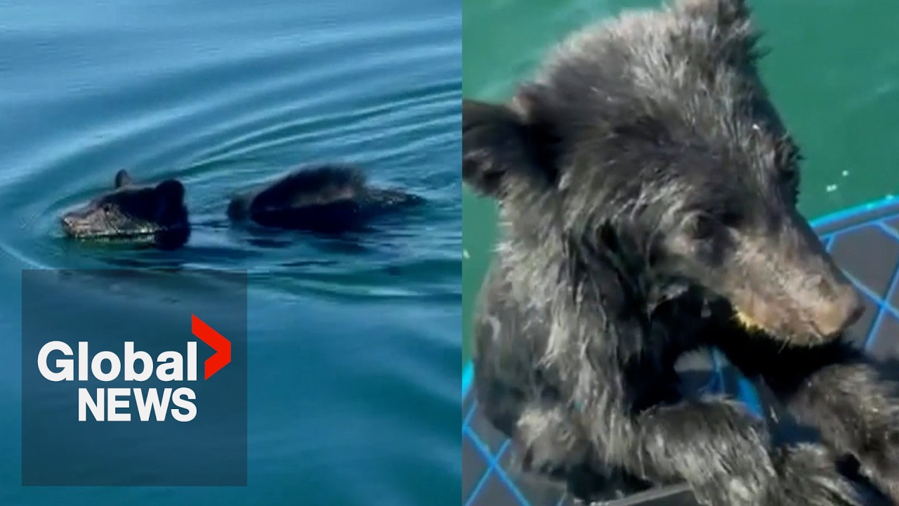 &ldquo;Boo Boo&rdquo; rescued from BC lake as family pulls exhausted baby bear into boat