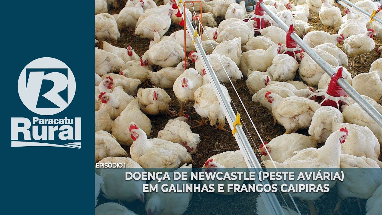 DOENÇA DE NEWCASTLE (peste aviária) em Galinhas e Frangos Caipiras
