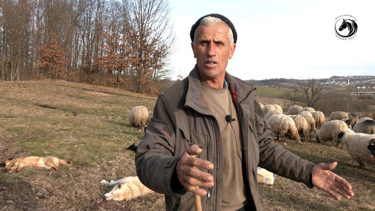 - 40 GODINA SAM NOMAD I SAD PREDVODIM 1000 OVACA NA ZIMINI KOD PRNJAVORA -