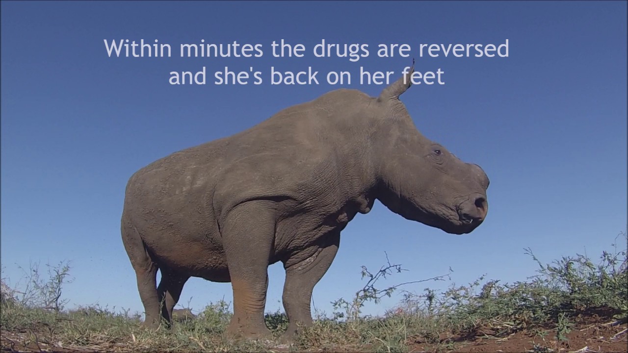 Dehorning Rhinos to Save them from Poaching