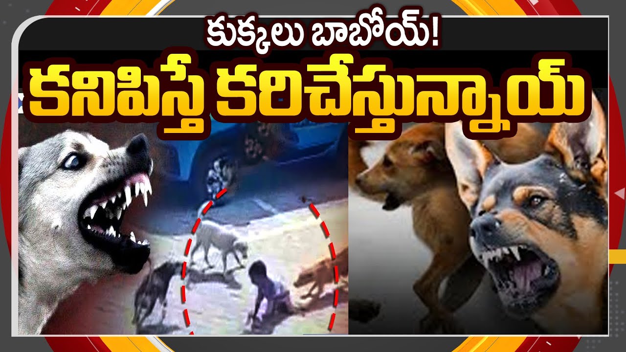 Street Dogs Frighten Public In GHMC | Dog Bites In Hyderabad || TV5 News ApT
