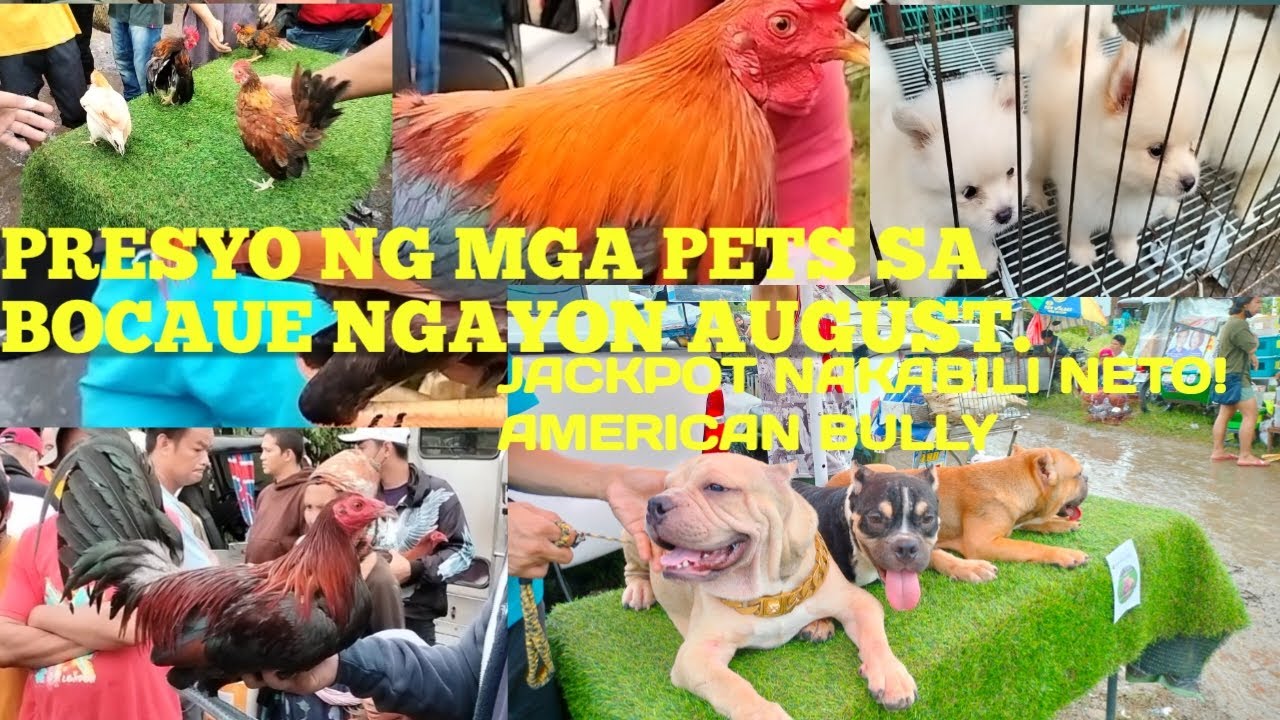 PRESYO NG MGA PETS SA BOCAUE NGAYON AUGUST: ALAMIN! JACKPOT NAKABILI NG AMERICAN BULLY!