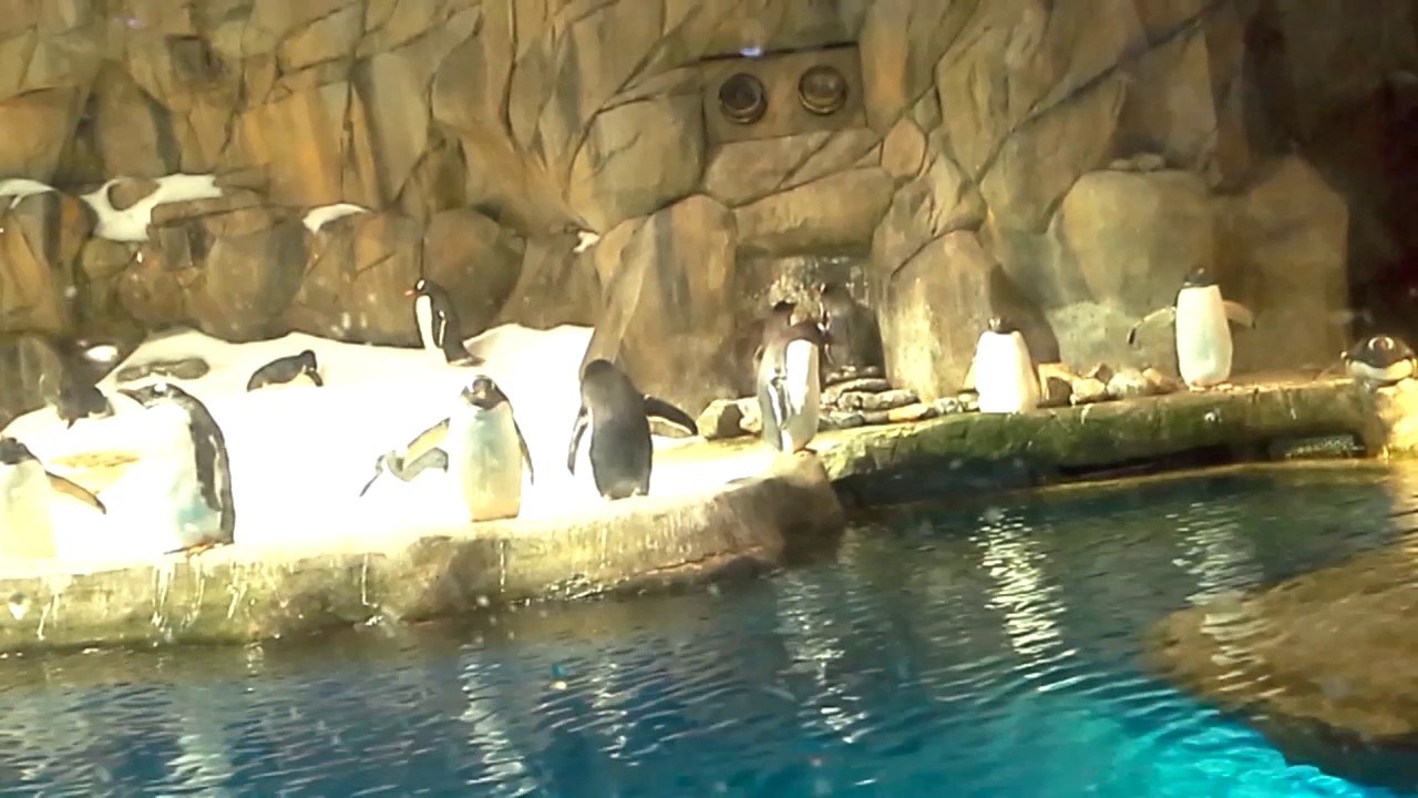 海洋公園之企鹅館