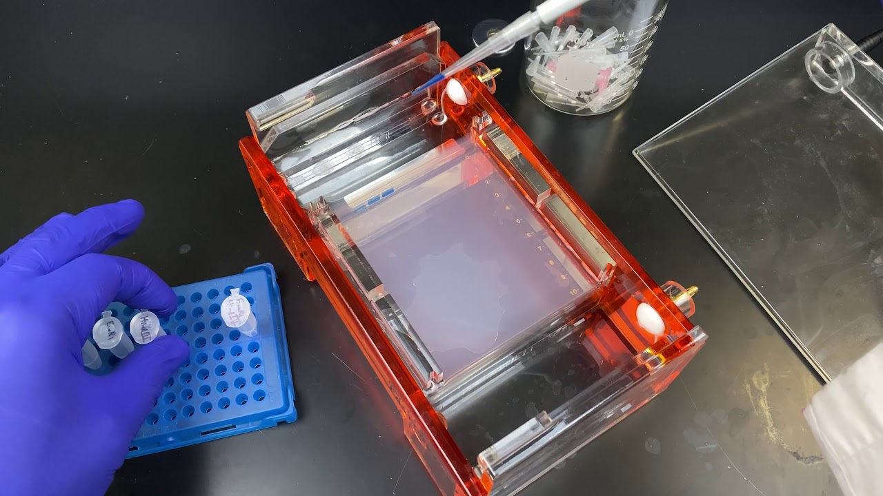 Running an Agarose Gel