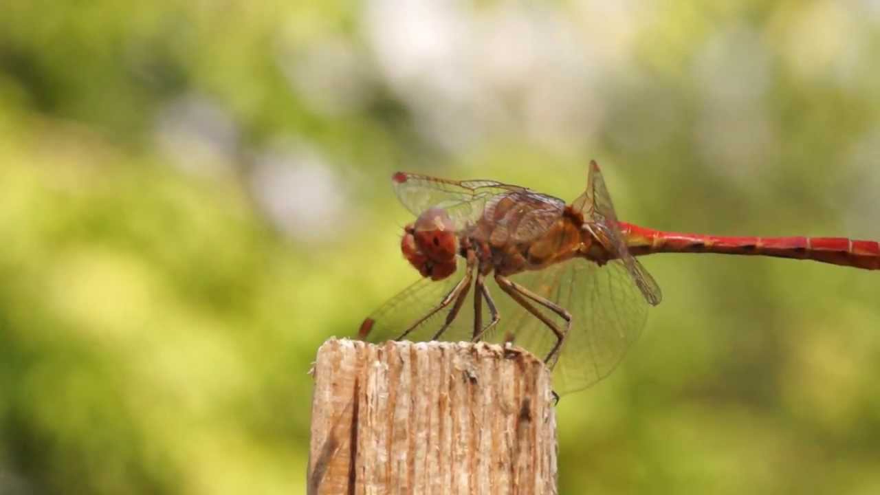 Стрекоза / Test Tamron SP AF 90mm f/2.8 Di MACRO 1:1