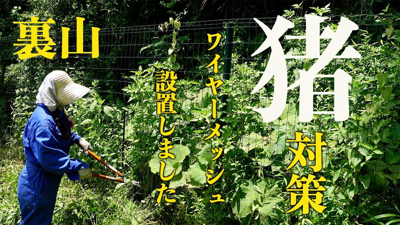 イノシシ対策🐗グリーンフェンスをワイヤーメッシュで柵強化しました🐗裏山🌳