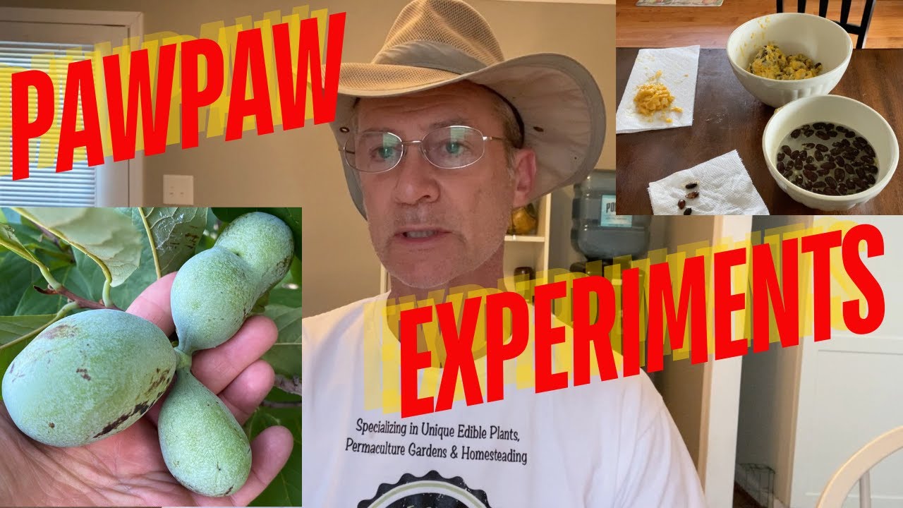 Pawpaw Experiments