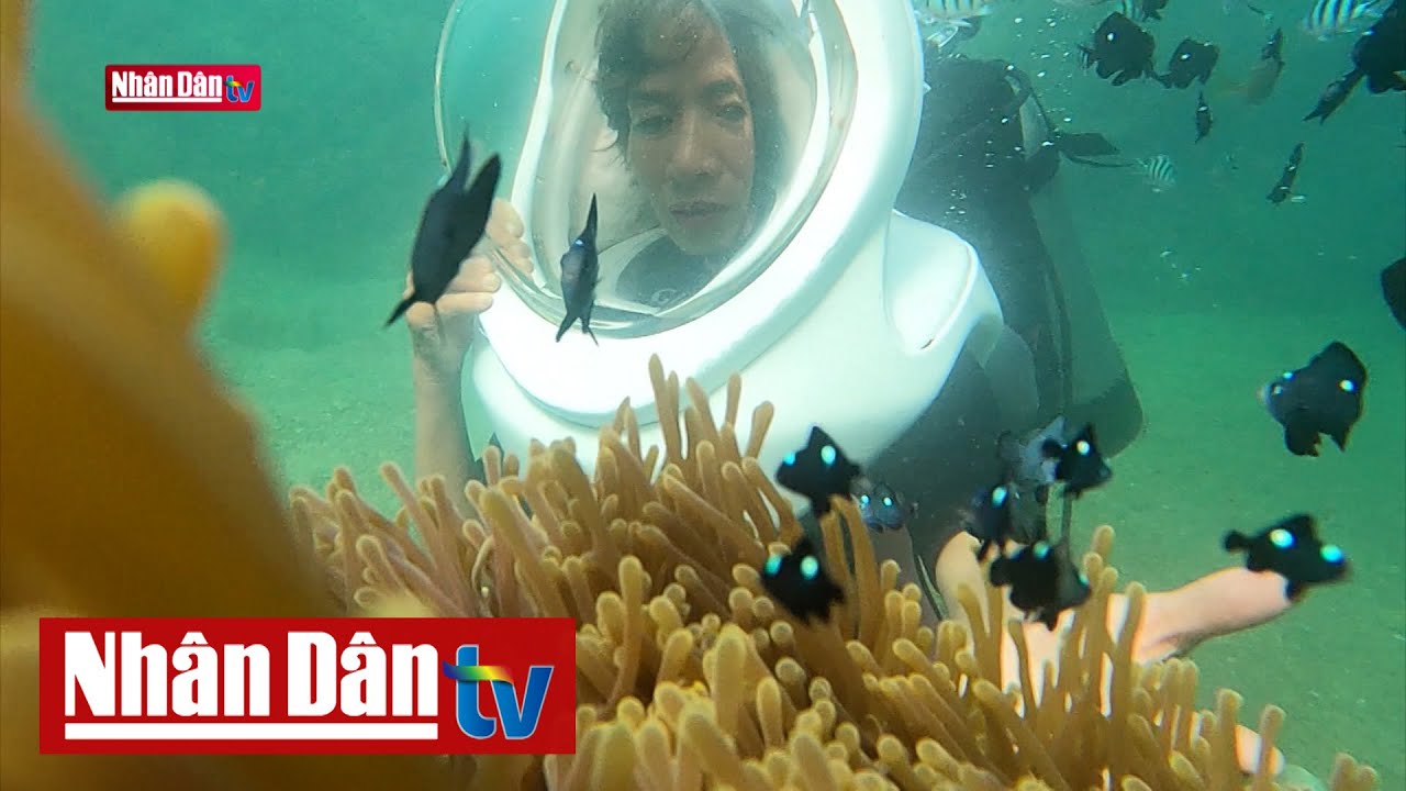 Khám phá rạn san hô Quy Nhơn | Điểm đến