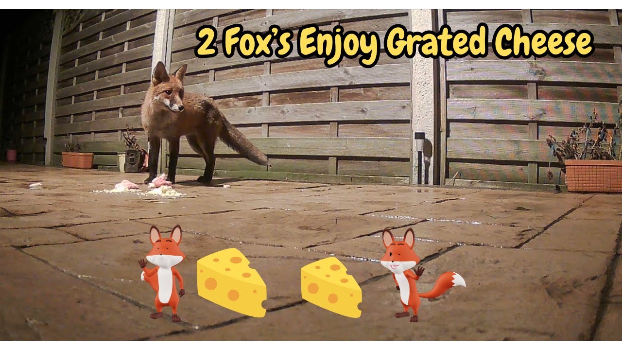 FOXS 2 LOVING CHEESE