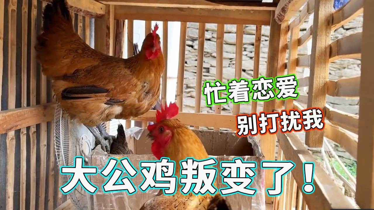 大公鸡也学着八哥开始叛变了，究竟是什么原因导致的叛变，不看不知道原来是谈恋爱上头了!【天下一场梦】