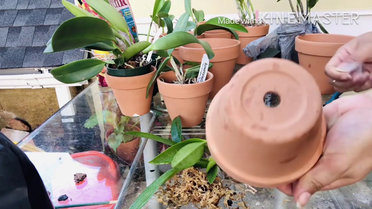 como plantar orquídeas en macetas de barro