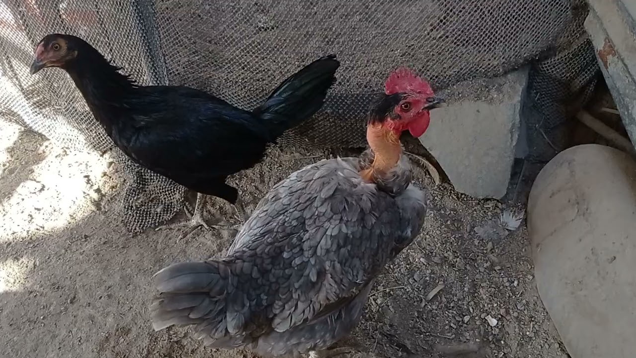 gallo criollo