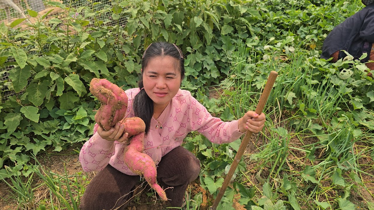 ขุดหัวฝักบัวรอบสุดท้ายเจอมันหัวใหญ่ วันนี้ฝนจะตกเลยรีบขุด
