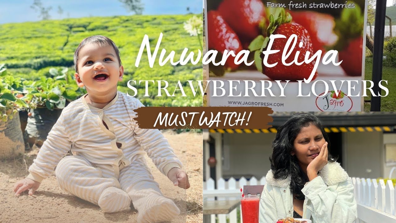 නුවරඑළිය Strawberry Lovers MUST WATCH! | Jagro Farm Sri Lanka 🍓🇱🇰