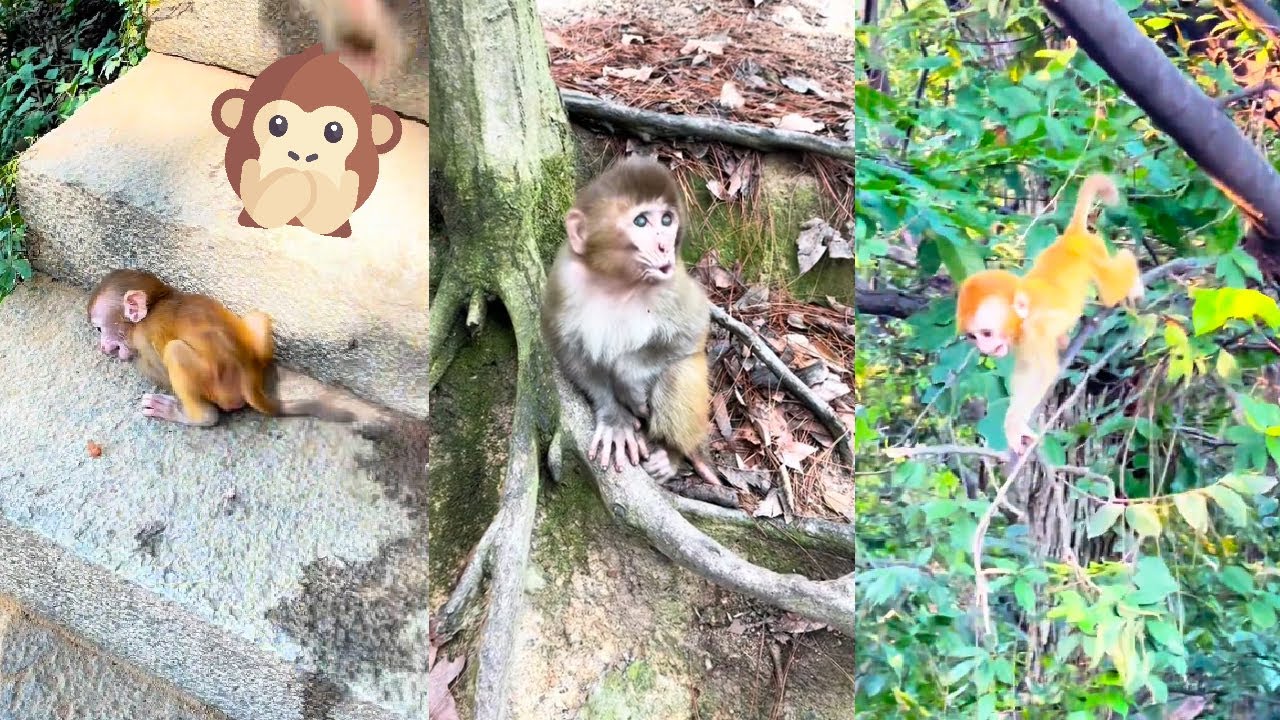 The baby monkey lost its mother and cried loudly, going everywhere to look for her in vain.