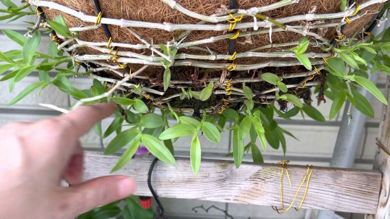 不同瀑布蘭栽種法，新種及一年後的發芽成長比較